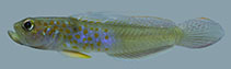 Image of Microgobius curtus 