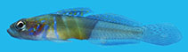 Image of Microgobius curtus 