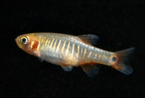 Image of Danio erythromicron 