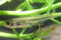 Image of Microdevario gatesi 