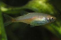 Image of Microrasbora rubescens 