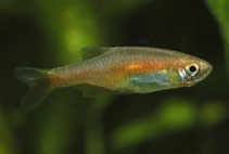 Image of Microrasbora rubescens 