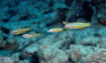 Image of Minilabrus striatus (Minute wrasse)