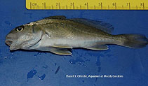 Image of Micropogonias undulatus (Atlantic croaker)