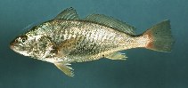 Image of Micropogonias undulatus (Atlantic croaker)