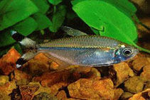 Image of Moenkhausia dichroura (Bandtail tetra)