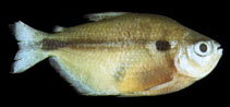 Image of Moenkhausia dorsinuda 