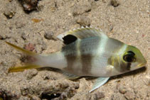 Image of Monotaxis grandoculis (Humpnose big-eye bream)