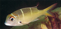 Image of Monotaxis heterodon (Redfin emperor)