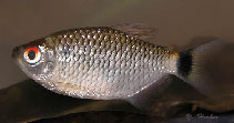 Image of Moenkhausia oligolepis (Glass tetra)