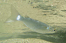 Image of Mugil curvidens (Dwarf mullet)