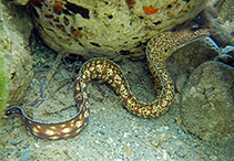 Image of Muraena helena (Mediterranean moray)