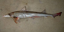 Image of Mustelus lenticulatus (Spotted estuary smooth-hound)