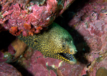 Image of Muraena lentiginosa (Jewel moray)