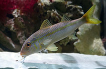 Image of Mulloidichthys martinicus (Yellow goatfish)