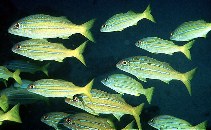 Image of Mulloidichthys mimicus (Mimic goatfish)