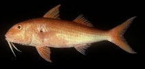 Image of Mulloidichthys pfluegeri (Pflueger\