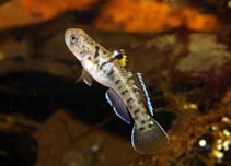 Image of Mugilogobius wilsoni 