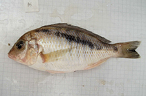 Image of Mylochromis anaphyrmus 