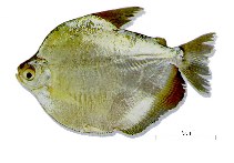 Image of Mylossoma aureum 