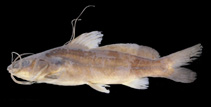 Image of Mystus cineraceus 