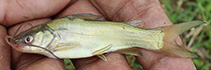 Image of Mystus gulio (Long whiskers catfish)