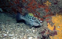 Image of Mycteroperca interstitialis (Yellowmouth grouper)