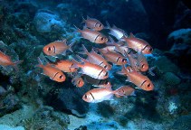 Image of Myripristis jacobus (Blackbar soldierfish)