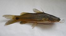 Image of Mystus montanus 