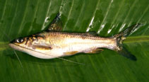 Image of Mystus oculatus 