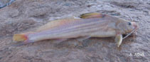 Image of Mystus pelusius (Tigris mystus)