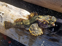 Image of Myoxocephalus polyacanthocephalus (Great sculpin)