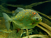 Image of Myloplus rubripinnis (Redhook myleus)