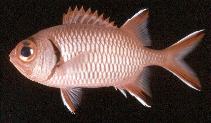 Image of Myripristis seychellensis (Seychelles soldier)