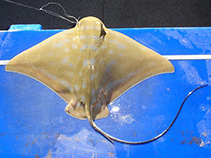 Image of Myliobatis tenuicaudatus (Eagle ray)