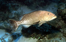 Image of Mycteroperca tigris (Tiger grouper)