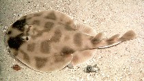 Image of Narcine brasiliensis (Brazilian electric ray)