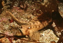 Image of Nautichthys oculofasciatus (Sailfin sculpin)