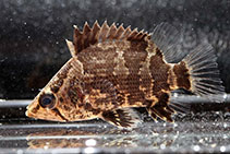 Image of Nandus oxyrhynchus 