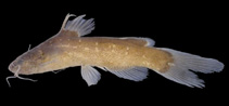 Image of Nanobagrus stellatus 