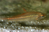 Image of Nannaethiops unitaeniatus (Oneline tetra)