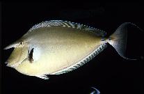 Image of Naso unicornis (Bluespine unicornfish)