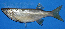 Image of Nematabramis alestes 