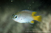 Image of Neopomacentrus bankieri (Chinese demoiselle)