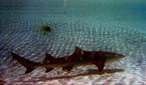 Image of Negaprion brevirostris (Lemon shark)