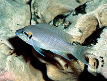 Image of Neolamprologus brichardi 