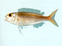 Image of Nemipterus celebicus (Celebes threadfin bream)