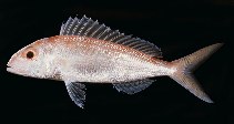 Image of Nemipterus furcosus (Fork-tailed threadfin bream)