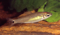 Image of Neolebias gracilis 