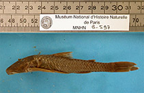 Image of Neoplecostomus granosus 